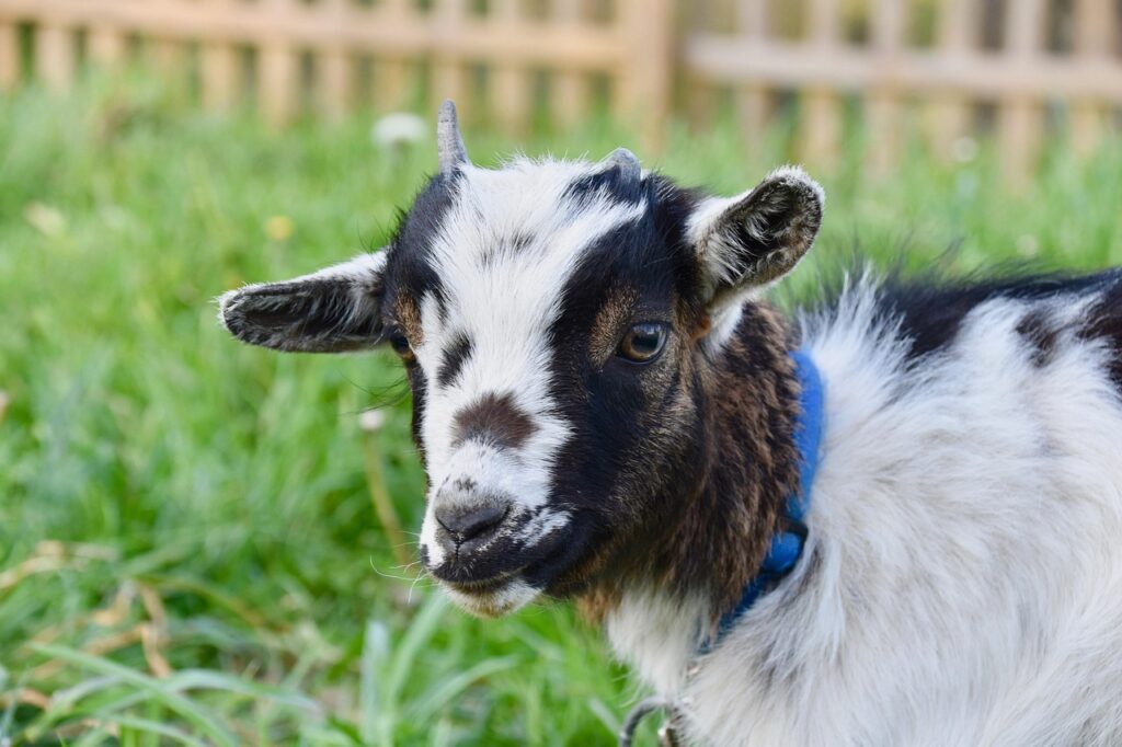 Small brown and white miniature goat standing in a grassy paddock. Part of Tiny Bleats’ guide on micro goats vs pygmy goats.